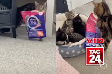 viral videos: Viral Video of the Day for September 21, 2024: Tired mama cat steals treats for her babies: "Sick of feeding"