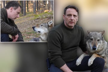 Wolf neben Wolf: RTL-Star liefert beeindruckende Bilder