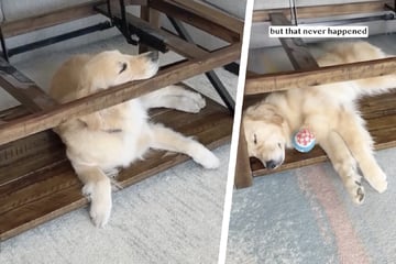 Warum dieser Golden Retriever immer unter dem Couchtisch liegt, berührt so viele Herzen