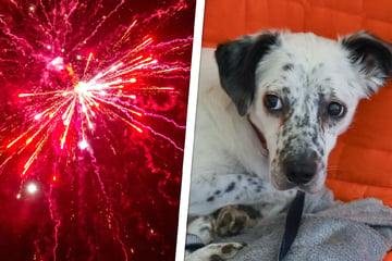 Schreckens-Nacht für Hunde rückt immer näher: So wird Silvester für Vierbeiner erträglich