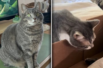Katze nimmt von Artgenossin für immer Abschied: Wie genau sie das tut, rührt so viele zu Tränen