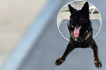Nach Sicherstellung: Schäferhund Arkas sucht Menschen mit Hunde-Erfahrung