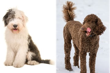 Familienhund im Teddy-Look: So niedlich ist der Bobtail-Pudel-Mix