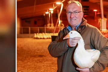 Vogelgrippe greift um sich: Sachsens bekanntester Gänsezüchter sieht nur einen Ausweg