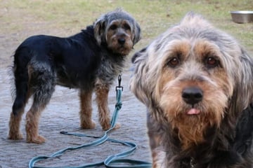 Sie kam aus Bulgarien und wurde wieder ins Tierheim gesteckt: Bonnie will endlich ankommen