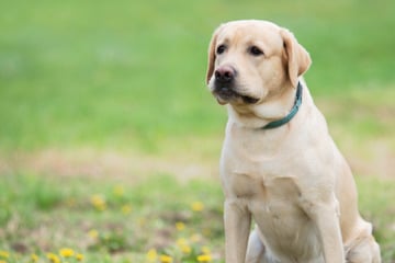 Tierische Rettungsaktion auf der A9: Plötzlich läuft ein Hund auf der Autobahn rum!