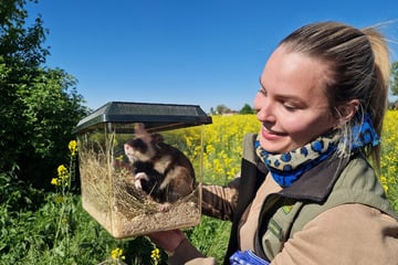 Zoo Leipzig lässt Tiere auf sächsischem Acker frei