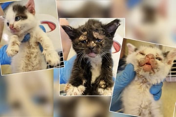 Unfassbar: Leipziger Tierheim nimmt 21 kranke Katzen in nur drei Tagen in Obhut!