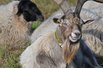 Schock für Tierhalter bei Pforzheim: Ziegen direkt auf Weide getötet und ausgeschlachtet