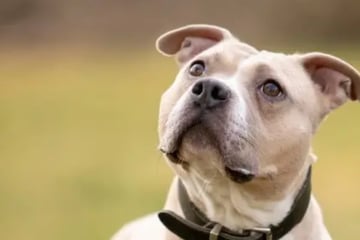 Hündin Kiba taut beim Spielen richtig auf: Wer gibt ihr eine Chance?