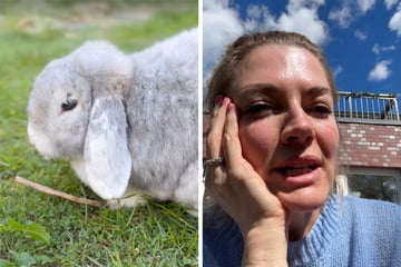 Nina Bott trauert um Vierbeiner, doch dann gibt es eine kuriose Überraschung