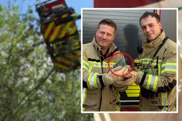 Feuerwehr rettet Tier aus 15 Metern Höhe: Diesmal ist es keine Katze