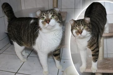 Fränkys Ohren sind ganz besonders: Wer schenkt ihm ein liebevolles Zuhause?