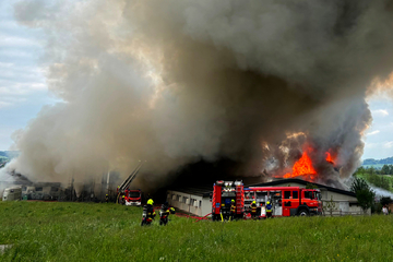 Flammeninferno auf Schweine-Betrieb an Schweizer Grenze: 800 Tiere qualvoll verendet!