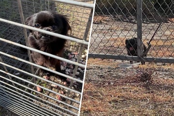 Frau denkt, sie findet Spielzeug am Straßenrand: Doch die Realität ist einfach nur bitter