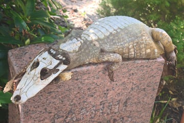 Mysteriöser Fund an einem Gartentor: Handelt es sich um ein totes Krokodil?