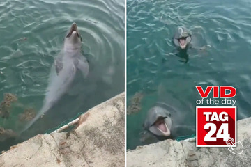 Viral Video of the Day for November 24, 2023: Dolphin duo loves playing fetch!
