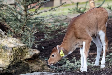 Kölner Zoo freut sich über doppelten Nachwuchs: Es handelt sich um zwei besondere Tiere