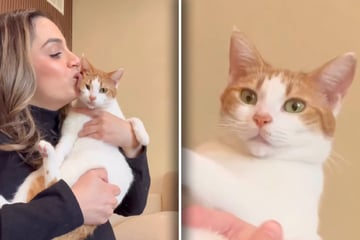Frau leckt Katze mehrfach ab: Doch die Ekel-Aktion hat einen Haken