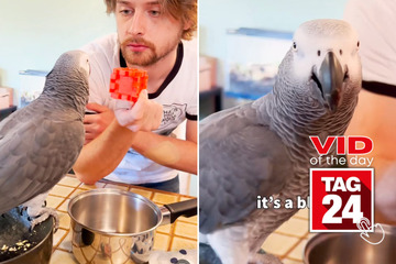 viral videos: Viral Video of the Day for June 1, 2023: This amazing parrot is smarter than your average pet!
