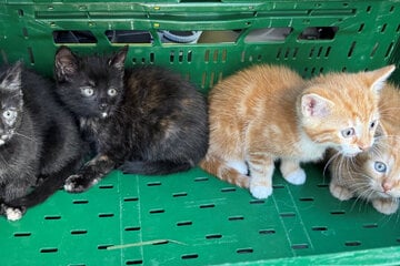 Katzenbabys gefunden: Wer hat die kleinen Samtpfoten ausgesetzt?