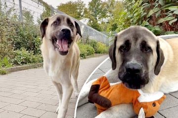 Hundekind mit über 46 Kilo: Panda weiß nicht, was für ein Riese er ist