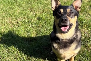 Rocky kam zurück ins Tierheim: Wer schenkt ihm für immer ein Zuhause?