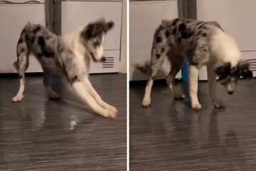 Puppy starts a fight with her reflection in hysterical video!