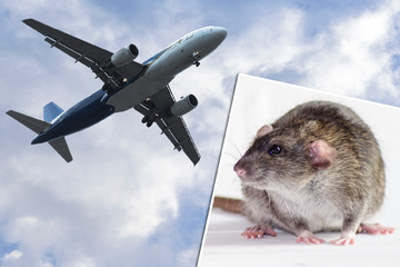 Blinde Passagiere! Ratten zwingen Flugzeug zu Boden