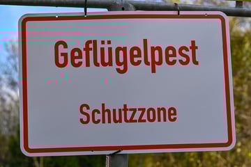 Erste Fälle an Stadtgrenze: Stadt Köln reagiert auf Ausbreitung der Geflügelpest