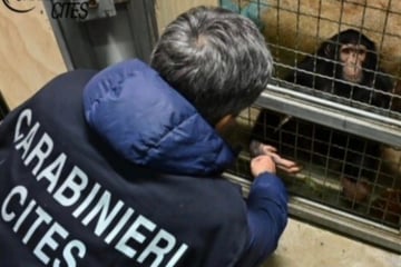 Im Dunkeln angekettet und schwer verletzt: Polizei befreit Affen aus Wohnung