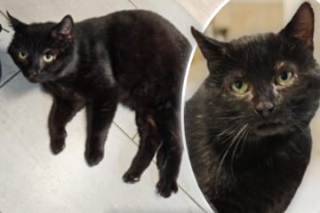 Zuhause gesucht! Mephisto will endlich erfahren, wie schön ein Katzenleben sein kann