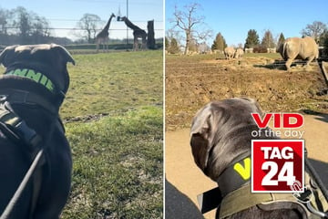 Viral Video of the Day for March 4, 2025: Pup has sweetest reaction to dog-friendly petting zoo