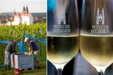 Dresden: Streit um Pflanzenschutz-Mittel im Wein: Meißner Winzer siegen vor Gericht - Muss Sachsen zahlen?