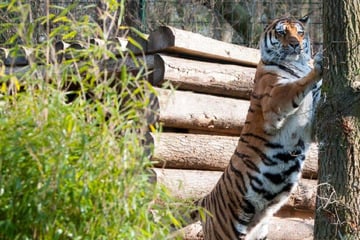 Tiger-Dame aus Tierpark Gotha eingeschläfert: Mit diesen Leiden hatte Taiga zu kämpfen