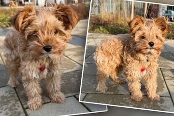 Putziger Welpe sucht neues Zuhause: Kalle braucht viel Liebe und Zuwendung