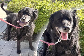 Hunde-Opa plötzlich alleine: Findet Paul sein Happy End?