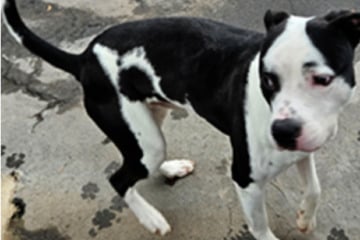 Staff-Mix lief herrenlos durch die Straßen Frankfurts, findet er jetzt sein Glück?