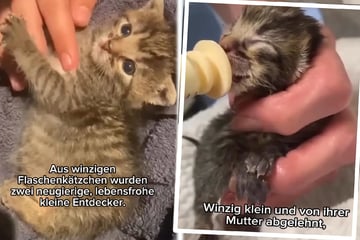 Babykatzen kämpften sich ins Leben: "Noch mit Plazenta an der Nabelschnur"