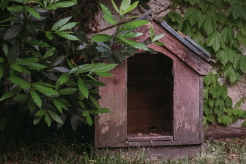 Mysteriöser Geldfund in Hundehütte