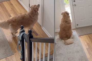 Golden Retriever weigert sich, Flur zu verlassen: Der Grund geht so vielen nahe