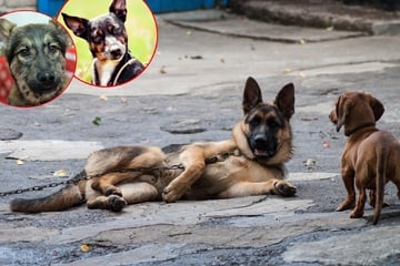 Unkonventioneller Mix im Porträt: Das hat es mit dem Dackel-Schäferhund-Mix auf sich