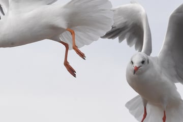 Möwen-Terror: Wie aggressive Vögel Postboten und Anwohner zum Verzweifeln bringen