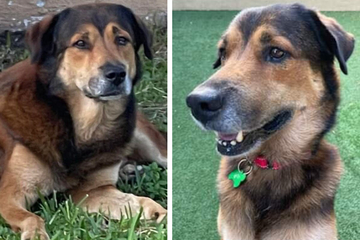 El perro hace guardia durante un mes y busca a alguien a quien amar.