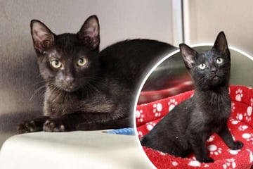 Kater Floki wartet sehnsüchtig: Wer schenkt ihm endlich ein Zuhause?