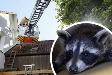 Jungtiere drohen aus fünf Metern auf den Boden zu stürzen: Feuerwehr rettet Waschbär-Babys von Vordach