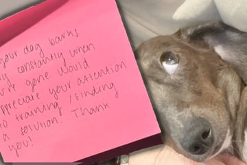 Nachbar beschwert sich über lauten Dackel: Als Besitzerin auf Kamera blickt, wird ihr alles klar