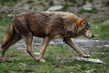 Warnung vor Wölfen trifft auf Märchenhumor: Kurioses Hinweisschild in Wald geht viral
