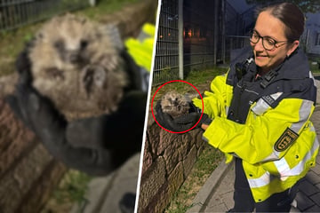 Polizei erwischt diesen kleinen "Einbrecher" direkt an der Revier-Mauer