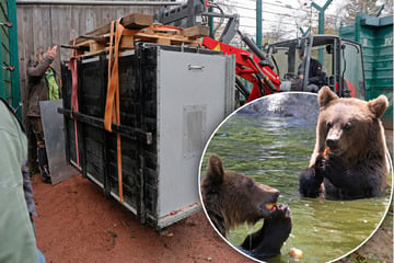 Niedlicher Umzug: Kleine Braunbären verlassen den Tierpark Hexentanzplatz